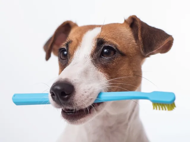 tandborste hund