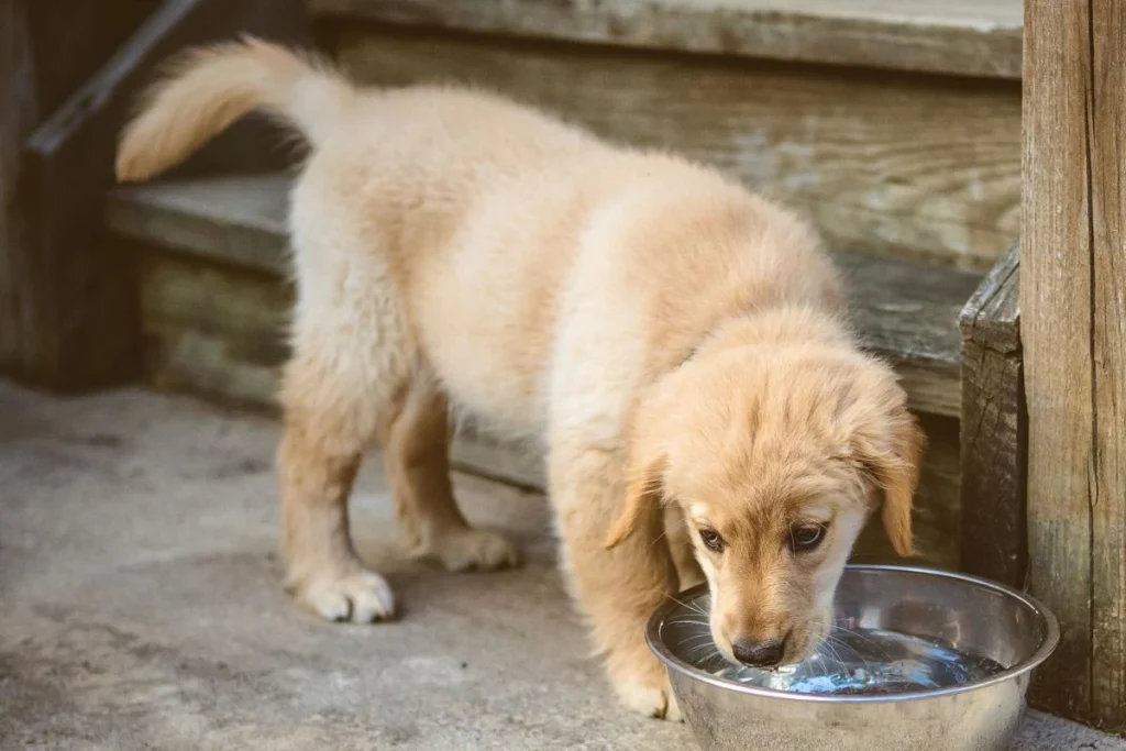 hund dricker vatten